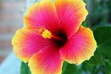 fiore ibisco significato fiore di ibisco significato fiori caratteristiche dei fiore ibisco significato fiore di ibisco significato fiori caratteristiche dei