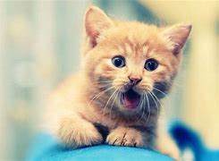 Image result for Cute Cats Funny Animals Wallpaper