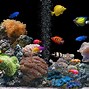 Image result for Cool Fish Tank Backgrounds