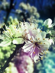 Image result for Aesthetic Spring iPad Wallpaper