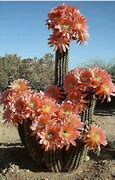 Image result for Big Desert Cactus