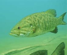 Image result for Bass Underwater Wallpaper