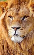 Image result for free lion 