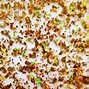 Image result for Different Sizes of Craft Glitter Flakes