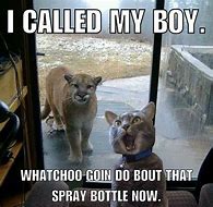 Image result for Spray Bottle Funny Meme