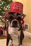 Image result for Happy New Year Boxer Dog