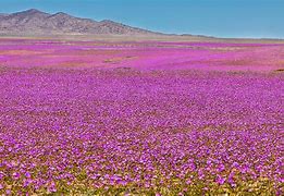 Image result for Colorful Desert Plants