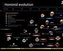 Image result for Hominid Timeline Human Evolution