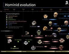 Image result for Interactive Evolution Timeline