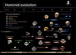 Image result for Human Species Evolution Chart