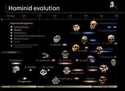 Image result for Human Evolution Graph