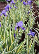 Image result for Iris pallida "Variegata