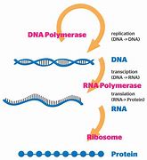 Image result for DNA Gene Expression