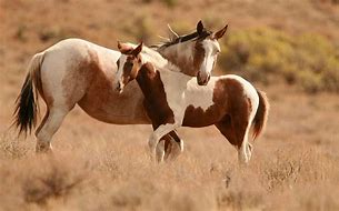 Image result for Horse Pictures for Background