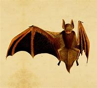 Image result for Bat Brooch