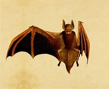 Image result for Black and White Antique Bat Sketching