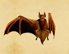Image result for Bat Vintage Toy
