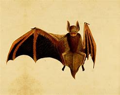 Image result for Bat Aesthetic