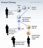 Image result for Human Reproductive Cloning