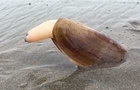 Image result for Ang Burrowing Clam Ocean Quahog