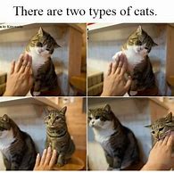 Image result for Stylish Cat Meme