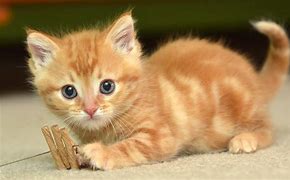 Image result for Cute Cat Image Full Body