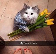 Image result for Flower Cat Meme