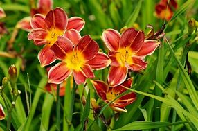 Image result for Hemerocallis Tropical Surprise