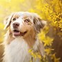 Image result for Spring Dog Photoshoots