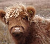 Image result for Fluffy Cow Name