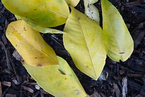 Image result for Lemon Tree Leaves Turning Yellow
