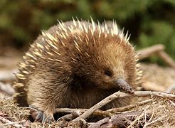 Image result for Who Is Zeta the Echidna
