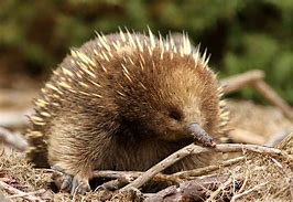 Image result for Echidna Tail