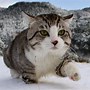 Image result for Cat Walking Like a Boss