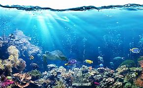 Image result for Fish Wallpapers for Desktop