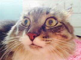 Image result for OMG Cat Face