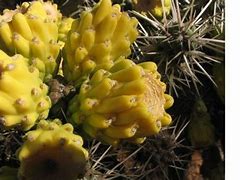 Image result for Nevada Cactus Rode Trip