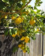 Image result for Lemon Tree Plant