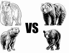 Image result for Giant Panda vs Grizzly Bear