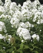 Image result for Phlox paniculata Fujiyama