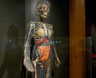 Image result for Science Museum Human Body