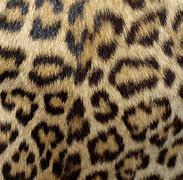 Image result for Cheetah Print Planner Cover