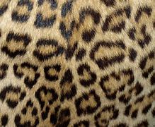 Image result for Leopard Print Peel and Stick Wallpaper