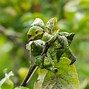 Image result for Leaf Curl On Apple Trees