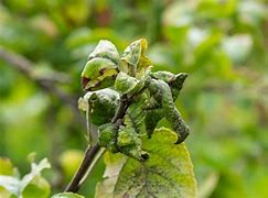 Image result for Crinkly Apple Tree Leaves