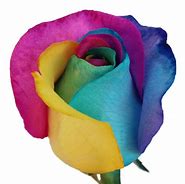 Image result for Neon Rainbow Roses