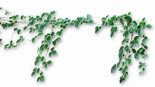 Image result for Forest Vines PNG