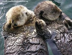 Image result for Sea Otter Love