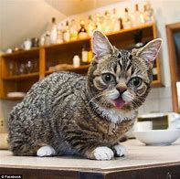 Image result for Dwarfism Cat