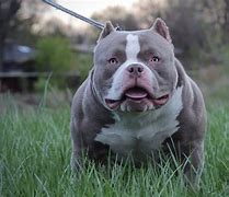 Image result for How Much Does a XL Bully Cost